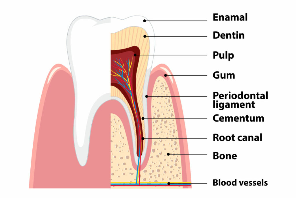 Root Canal - Dentist in Naples Florida
